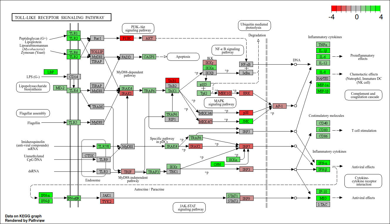 RA pathway2