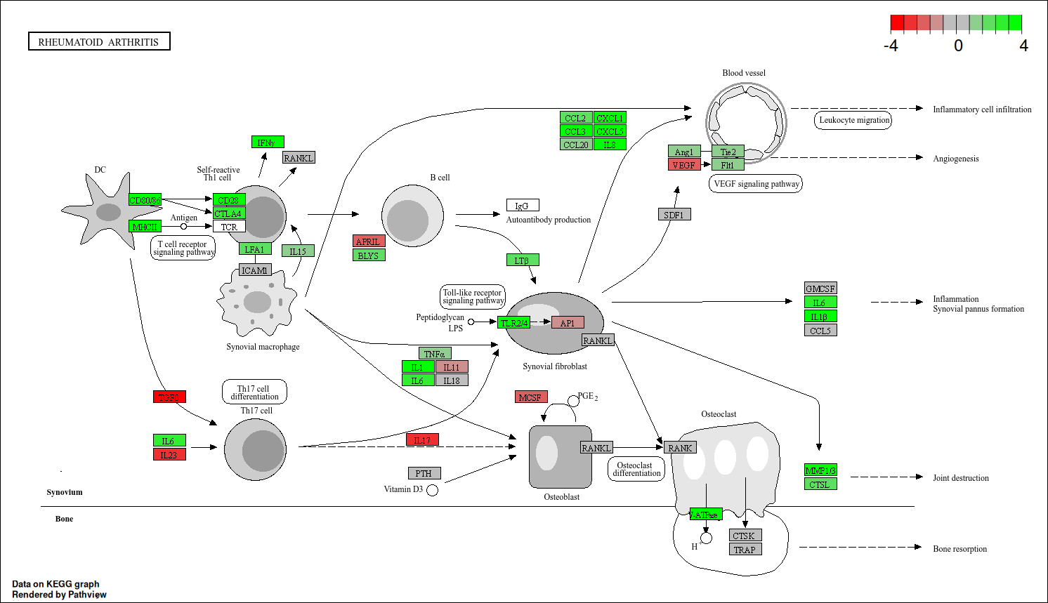 RA pathway